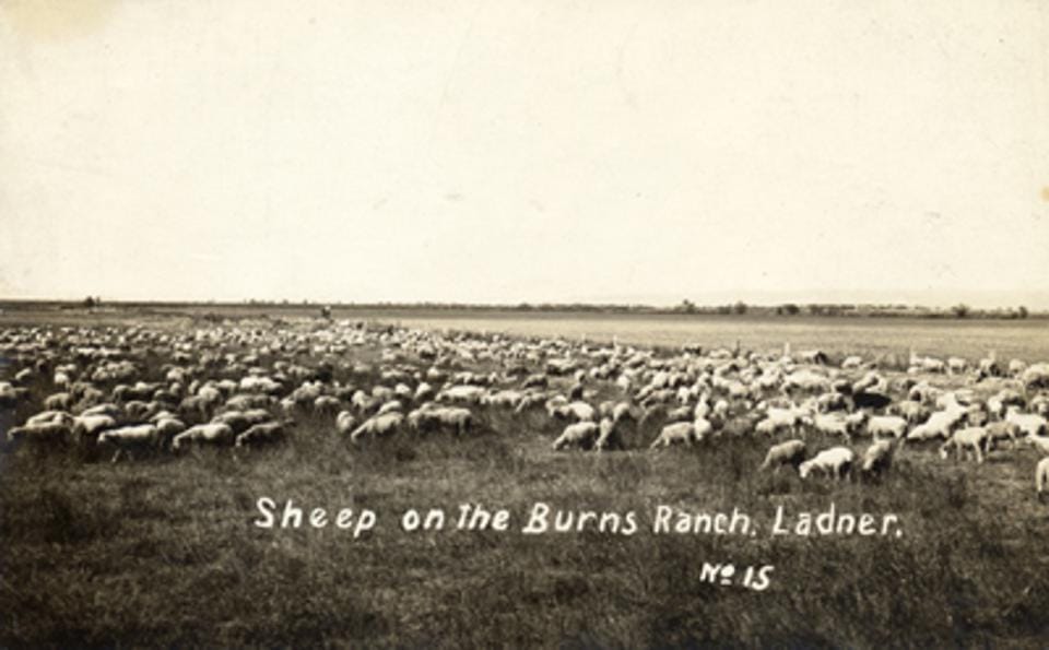 Sheep grazing on field. The words Sheep on the Burns Ranch Ladner" are found near the bottom of the image.
