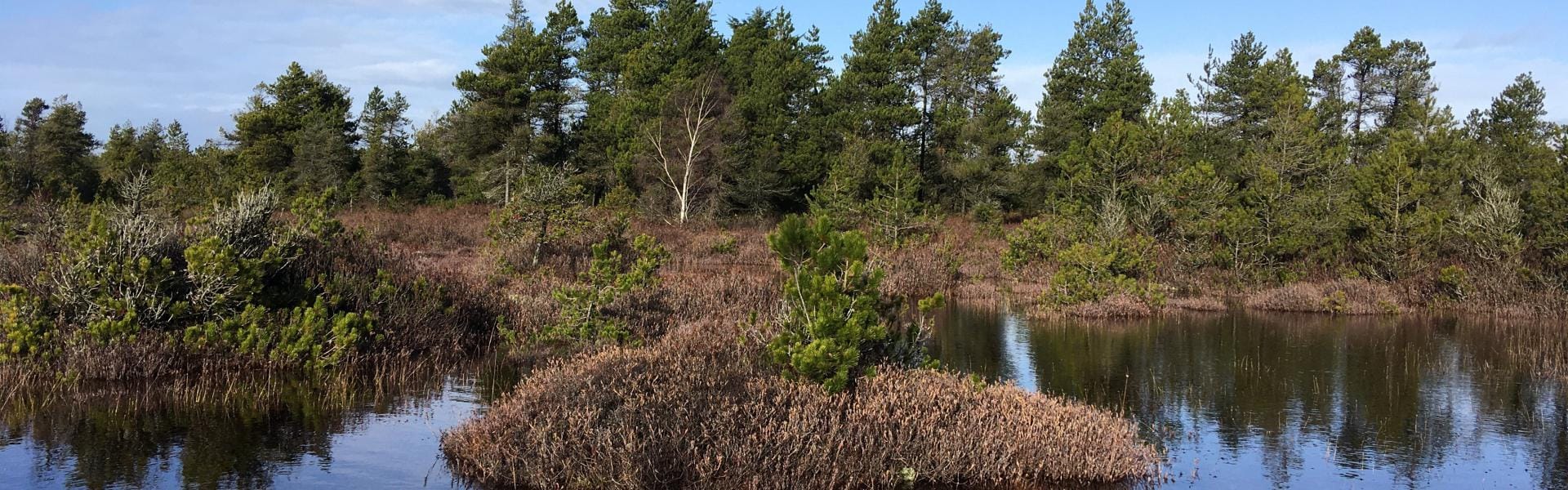 wetlandsbb