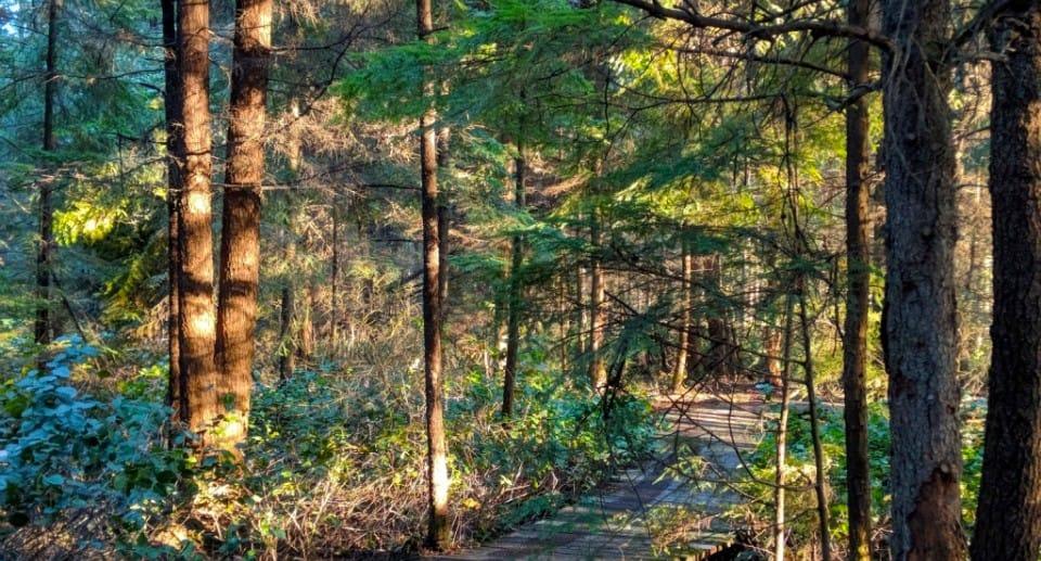 Light through the trees in the Delta Nature Reserve