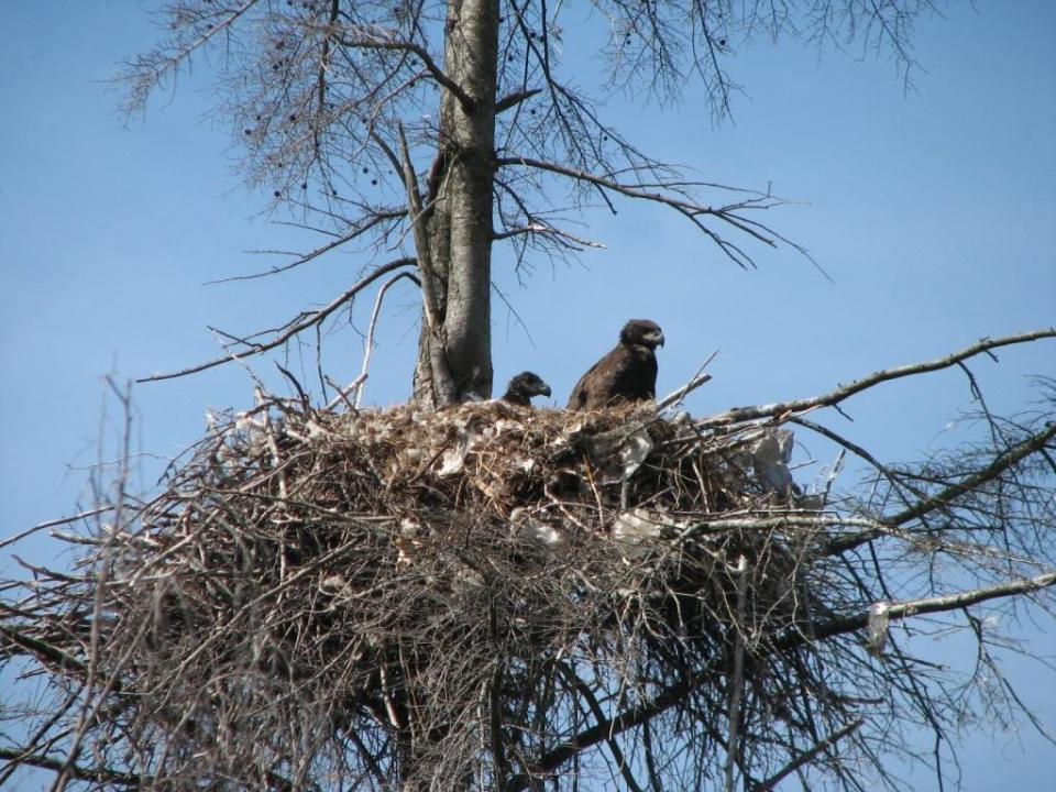 Eagle chicks