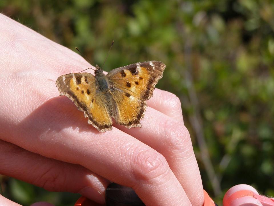 Friendly moth