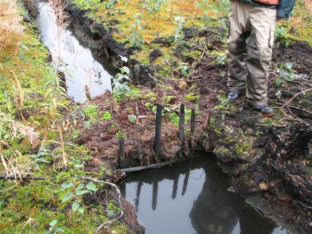 Hand-built dam in a bog ditch