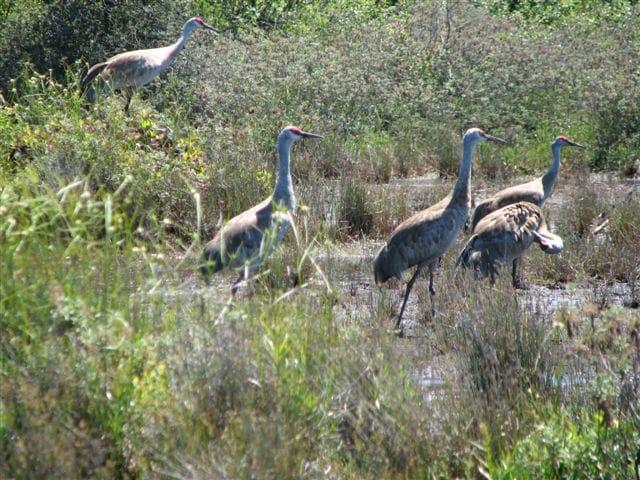 Sandhill cranes