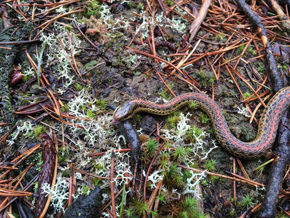 Garter snake eating a slug