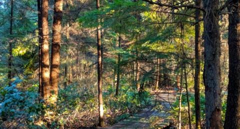 Light through the trees in the Delta Nature Reserve