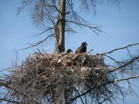 Eagle chicks
