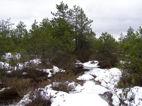 Winter scene