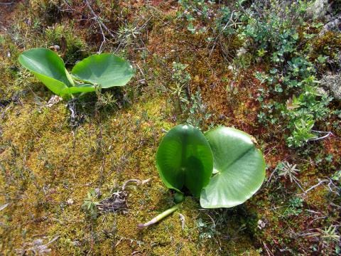 Yellow pond lily