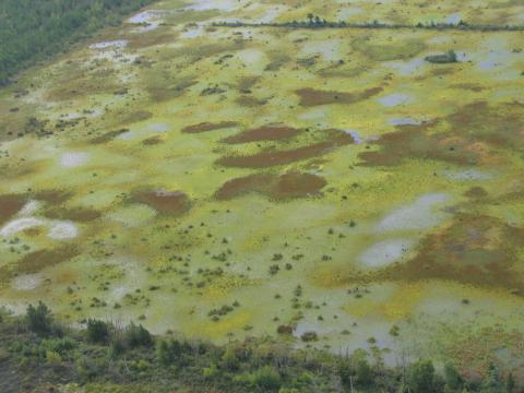 Natural regeneration of Sphagnum moss