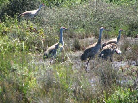 Sandhill cranes