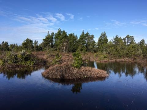 Bog pond on a sunny day