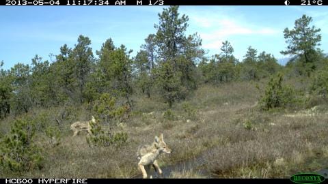 Trail camera image of coyotes