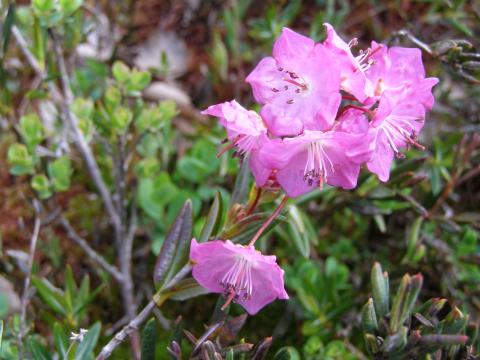 Bog laurel plant