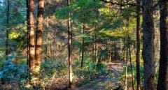 Forest of trees
